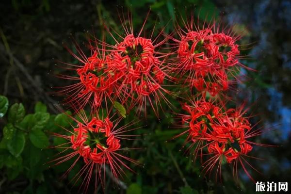 杭州彼岸花在哪里-什么时候开 杭州彼岸花在哪里-什么时候开