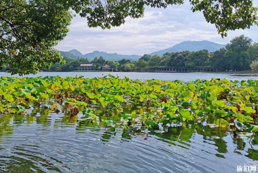杭州西湖有哪些景点好玩 西湖必去打卡景点推荐 杭州西湖有哪些景点好玩 西湖必去打卡景点推荐