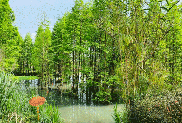 成都桤木河湿地公园门票价格及游玩攻略 成都桤木河湿地公园门票价格及游玩攻略