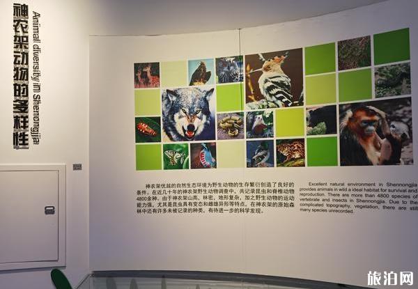 2020年神农架旅游攻略详细版 神农架怎么玩 2020年神农架旅游攻略详细版 神农架怎么玩