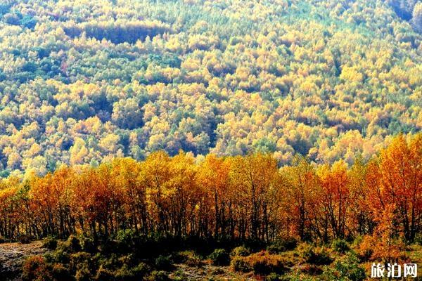 黑龙山国家森林公园可以开车吗 好玩吗 黑龙山国家森林公园可以开车吗 好玩吗