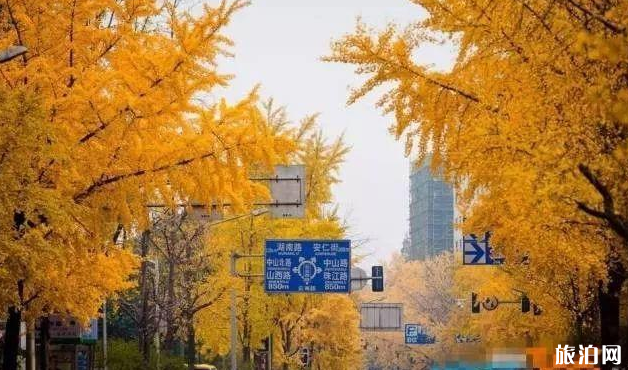 南京秋天最美的地方在哪里 南京银杏叶景区有哪些 南京秋天最美的地方在哪里 南京银杏叶景区有哪些