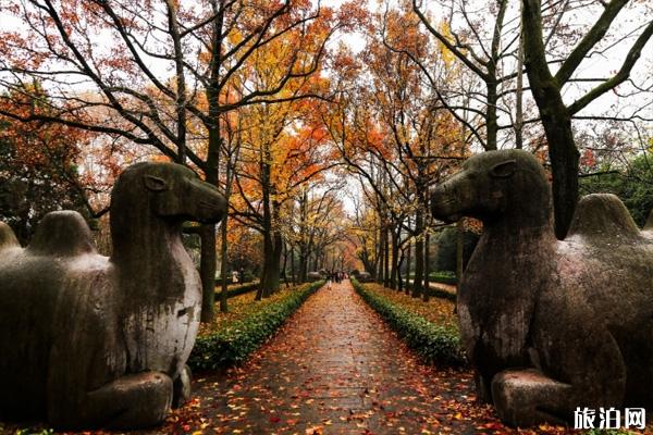 南京秋天最美的地方在哪里 南京银杏叶景区有哪些 南京秋天最美的地方在哪里 南京银杏叶景区有哪些