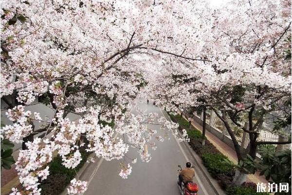 中国网红景点排行榜2020