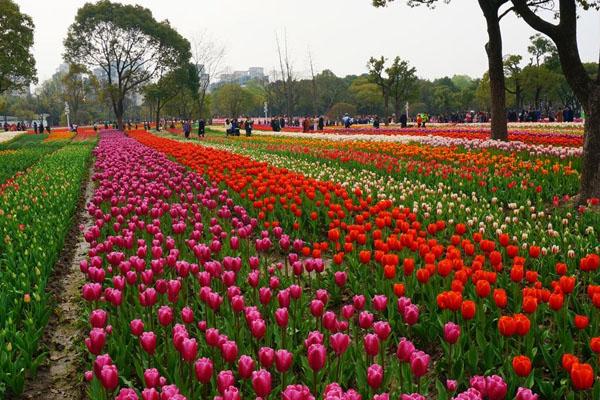 2020长沙国庆赏花好地方推荐 有哪些花展