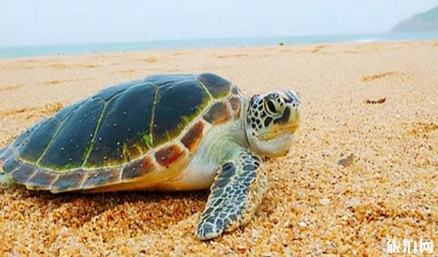 惠东双月湾有什么好玩的地方