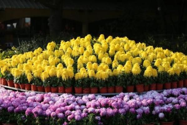 2020青岛中山公园菊花展时间是哪天-观展攻略 2020青岛中山公园菊花展时间是哪天-观展攻略