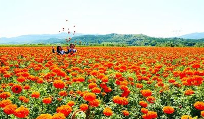 1535091081892667.jpg 花旅游.jpg