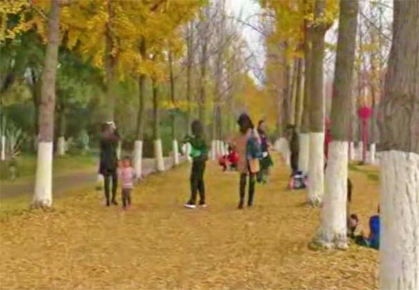 南京最美八大赏银杏地推荐：南京金陵图书馆银杏林