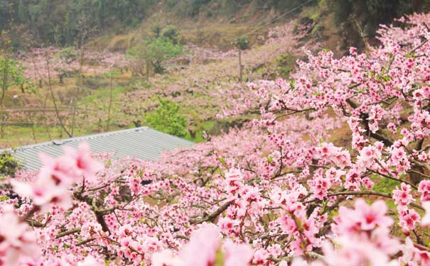 四川春季赏花活动表：龙泉桃花节