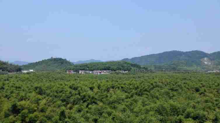 深圳周边自驾路线-肇庆广宁竹海-图1